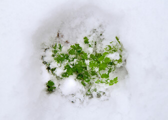 Green parsley under the snow in a winter vegetable garden. Fresh parsley bush in winter