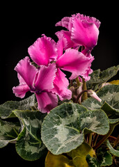 Pink Cyclamen Persicum Flowers and Patterned Leaves On Black Background