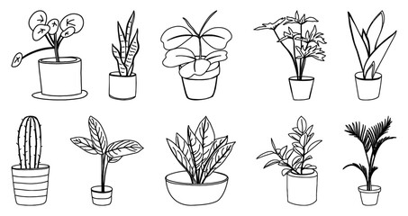 A decorative collection of indoor houseplants in pots, featuring modern plant decor, botanical elements, greenery style, and stylish home interior illustration.