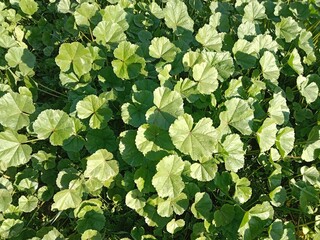 Fresh green leaves of Malva parviflora, commonly known as cheeseweed mallow, showing natural leaf pattern with rounded lobes and visible veins, growing naturally in wild vegetation