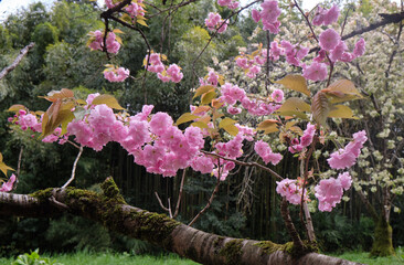 Beautiful pink cherry blossom in spring. Sirius. Krasnodar Krai. Russia