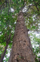 Trunk of old tree of Japanese evergreen oak Quercus acuta with many branches.