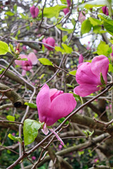 The large pink blooming flower of Magnolia soulangeana (Magnolia denudata)