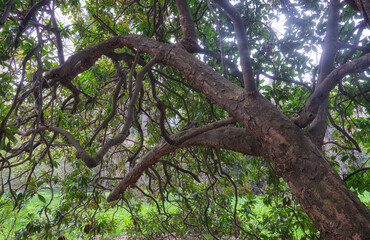 Trunk of old tree of Japanese evergreen oak Quercus acuta with many branches.