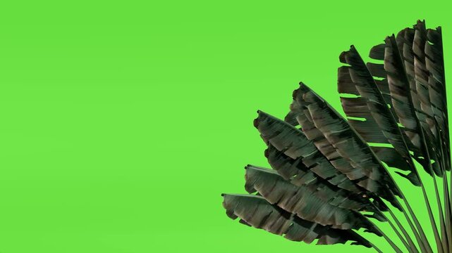 Tropical traveler's palm or ravenala tree on green screen