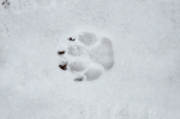 Dog's footprint on the white snow background . Dog 's pet footprint in winter snowcovered ground. Closeup, top view.