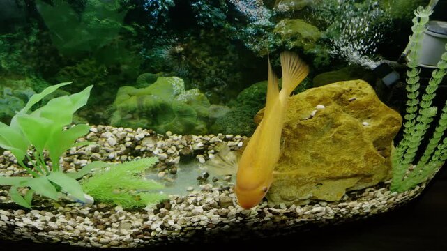 Orange fish swims gracefully around a rock in an aquarium, exploring its environment with vibrant aquatic plants and pebbles creating a lively underwater scene