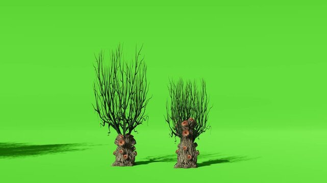 Two stylized pollarded willow trees with green shoots on green screen
