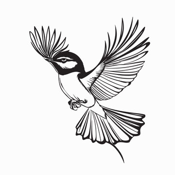 New Zealand Birds Fantail Image Vector Isolated on White Background