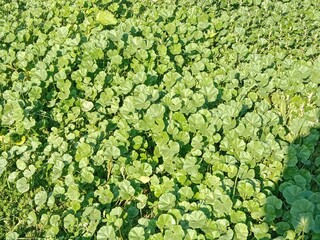 Fresh green leaves of Malva parviflora, commonly known as cheeseweed mallow, showing natural leaf pattern with rounded lobes and visible veins, growing naturally in wild vegetation