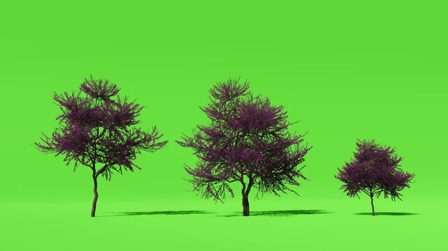 Three growth stages of purple eastern redbud tree on green screen