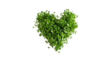 Heart shaped creeping thyme with leaves on transparent backdrop for design