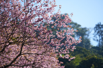 cherry blossom in spring