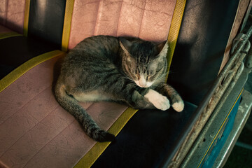 Sleeping cat resting on the back seat of a tuk-tuk, capturing a cozy moment of calm, comfort, and local daily life during urban transport.