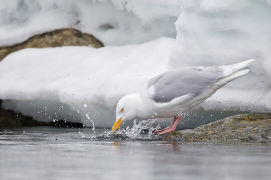 Glaucous gull drinking by icy water in Svalbard Arctic Norway