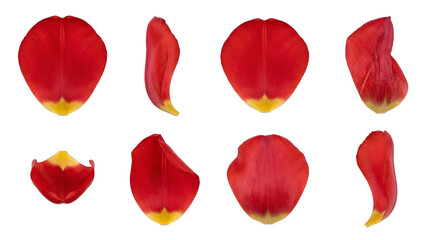 Fototapeta premium Red tulip petal set including curved, flat, and side view variants isolated. Floral design elements for spring and wedding themes.