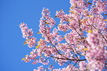 cherry blossom in spring