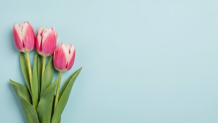 Obraz premium Valentine's day love background with pink tulips on light blue