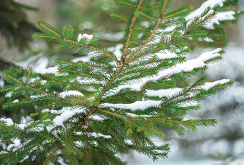 Close-up of a spruce branch on a green background. © Anatoliy