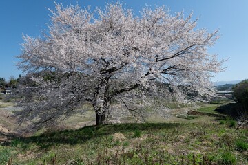 のどかな農村に咲く美しい桜	