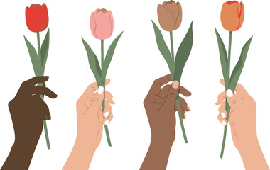 Happy women's day celebration with diverse hands holding colorful tulips isolated on transparent background