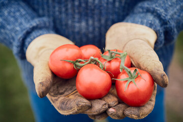 Freshly harvested organic tomatoes held in gloved hands at London allotment
