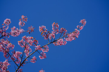 cherry blossom against blue sky