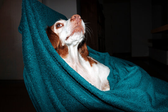 Brittany Spaniel dog wrapped in blanket after bath looking up