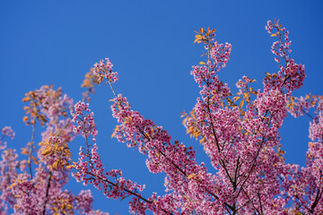 blue and yellow flowers