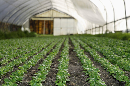 Lamb's lettuce growing in greenhouse Upper Bavaria organic farming