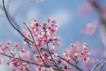 pink cherry blossoms