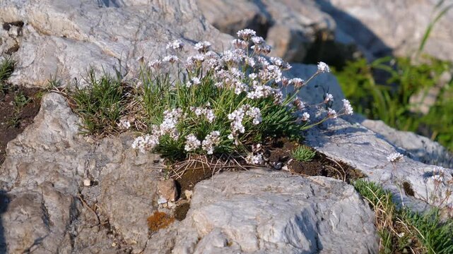 Close-up stock footage of delicate white Candytuft (Iberis) flowers blooming in a rocky, natural environment in the Southern Urals region of Russia. The footage captures the beauty of wild alpine flor