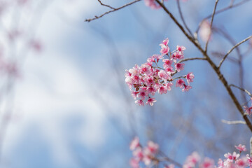 pink cherry blossoms