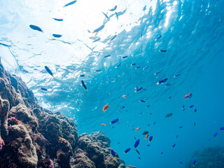 Fototapeta premium ホウライヒメジ, Whitesaddle goatfish, Parupeneus ciliatus, ヒメジ科, キンギョハナダイ, Sea Goldie, Pseudanthias squamipinnis, ハナダイ亜科, ソラスズメダイ, Heavenly Damselfish, Pomacentrus coelestis, スズメダイ科, 他。 ヒリゾ浜南伊豆町中木 静岡県伊豆半島