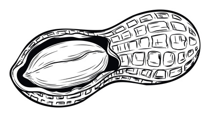 Stylized graphic depiction of a delicious peanut in its cracked shell revealing the edible kernel, perfect for food packaging, snack promotions, or healthy eating awareness campaigns.