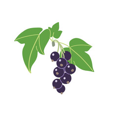 Bunch of Blackcurrant with Berries and Leaves