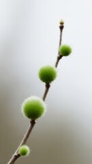Close-up of Green Buds on Branch Nature Flora Macro Photography. Concept featuring green buds, branch, nature, flora, macro photography.