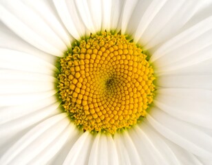 Close-up of a vibrant daisy's center with radiating white petals