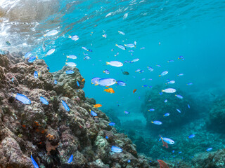 Fototapeta premium ホウライヒメジ, Whitesaddle goatfish, Parupeneus ciliatus, ヒメジ科, キンギョハナダイ, Sea Goldie, Pseudanthias squamipinnis, ハナダイ亜科, ソラスズメダイ, Heavenly Damselfish, Pomacentrus coelestis, スズメダイ科, 他。 ヒリゾ浜南伊豆町中木 静岡県伊豆半島