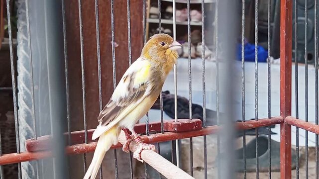 Domestic Canary (Serinus Canaria Domestica). Bird lovers find them a source of entertainment due to their attractive chirping and colors, as well as reducing stress and improving their owners' moods.