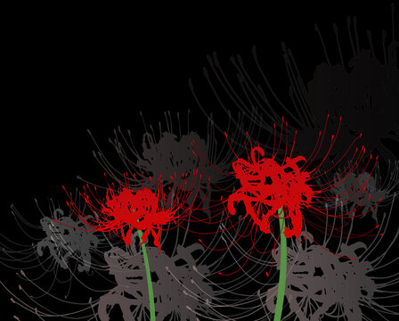 Japanese spider lily vector illustration