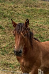 Fototapeta premium Brown Horse Portrait in Rural Field with Green Grass Background