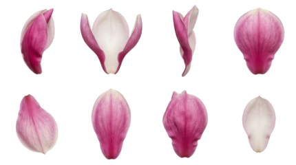 Pink magnolia petal set including curled, flat, side, and front view variants isolated. Spring floral design and botanical wedding collection.