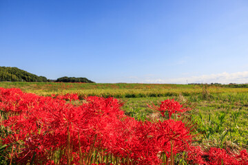 彼岸花咲く里の秋景色 愛知県半田市