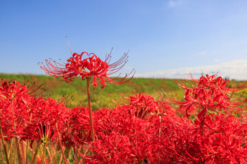 彼岸花咲く里の秋景色 愛知県半田市