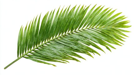 Green palm leaf with vibrant foliage brings a touch of nature to your designs. Ideal for tropical themes and summer vibes. Use it to create calm atmospheres. Generative AI
