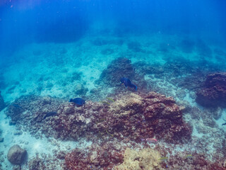 Fototapeta premium アオブダイ, Knobsnout Parrotfish, Scarus ovifrons, ブダイ科, 他。 ヒリゾ浜南伊豆町中木 静岡県伊豆半島-2025 日本有数のシュノーケリングスポット。 夏の数カ月間だけ渡し船で行ける。 水質透明度魚影が素晴らしい。 