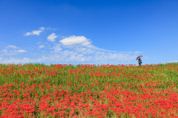 彼岸花咲く里の秋景色 愛知県半田市