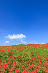 彼岸花咲く里の秋景色 愛知県半田市
