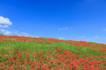 彼岸花咲く里の秋景色 愛知県半田市